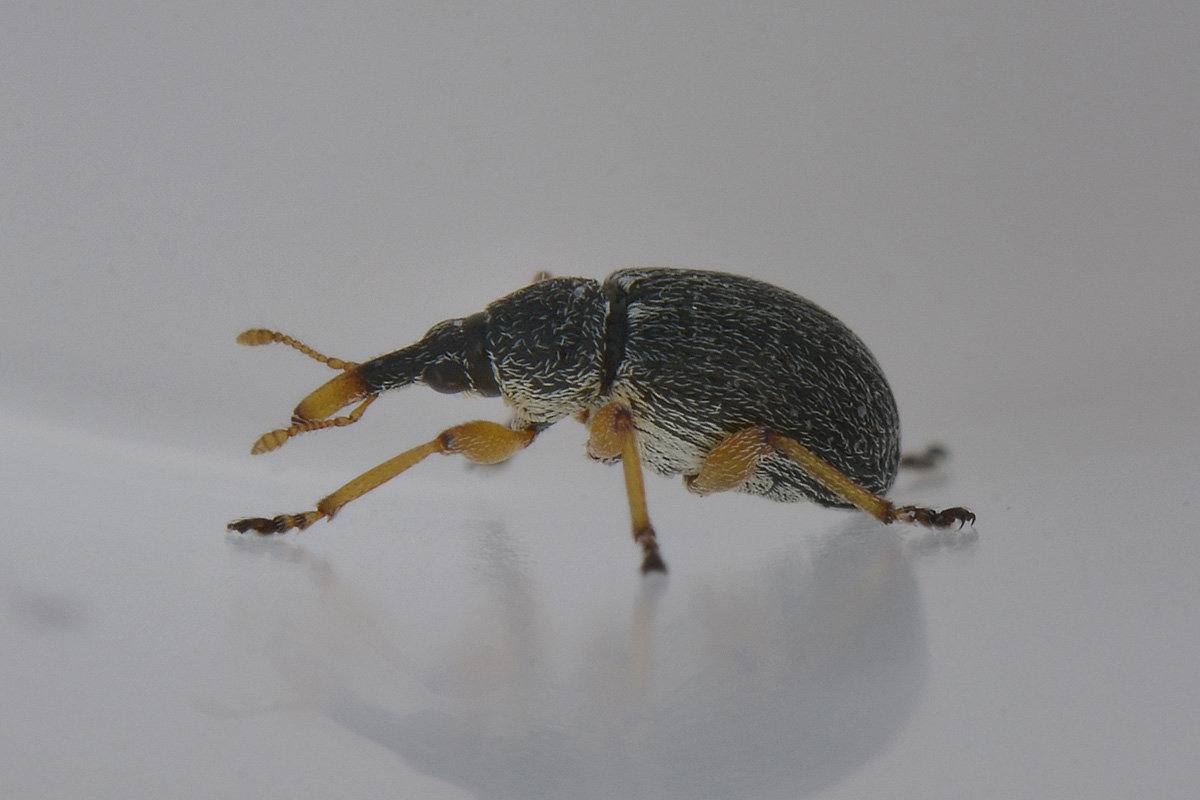 Pseudapion rufirostre - Apionidae